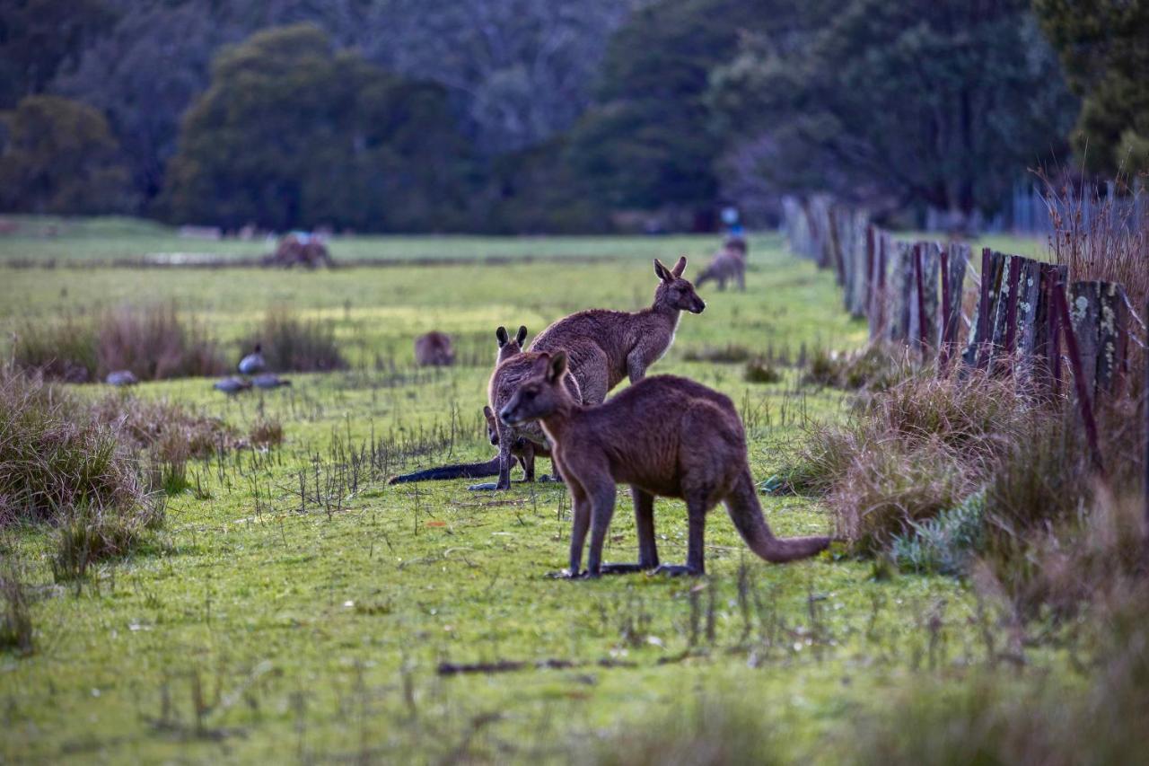 Gumnut Villa Halls Gap Exterior photo
